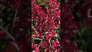 Кизильник горизонтальный Cotoneaster horizontalis floweringplant [upl. by Seuqramed461]