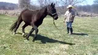 Stringhalt in Horses  Irongate Equine Clinic  WI [upl. by Enilatan]