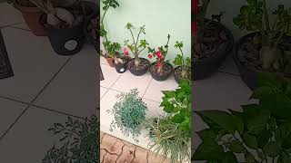 plantas bahia garden bahiana bahiabrasil viralvideo bahiafeliz thomasshelby [upl. by Gusella]