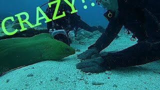 PlayingFeeding a GIANT Moray Eel [upl. by Rizan]