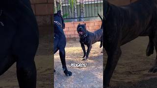 Presa Canario vs Cane Corso ¿Quién ganaría [upl. by Nnylg]