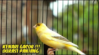 KENARI GACOR DURASI PANJANG SUARA BURUNG KENARI PANCINGAN MASTERAN KENARI PAUD [upl. by Yila]