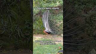 Amazing Peacock dance display🦚🦚🦚🦚😍  Sri Lanka animals travel [upl. by Cairns]