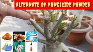 ALTERNATE OF FUNGICIDE POWDER  ADENIUM PRUNING [upl. by Toinette]