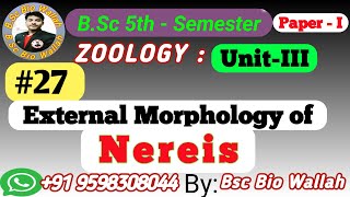 External Morphology of Nereis Phylum Annelida In Animal Kingdom Zoology Bsc 5th Semester [upl. by Chapen]