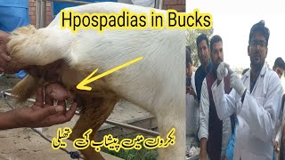 Hypospadias in bucks bakron mn pishab ki thaili ka banna Dr M Asif [upl. by Enamrahc]