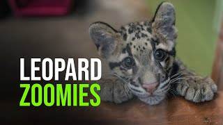 Clouded Leopard Zoomies [upl. by Killian381]