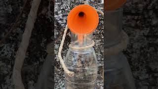 Extracting birch sap from a birch tree [upl. by Airdnax]