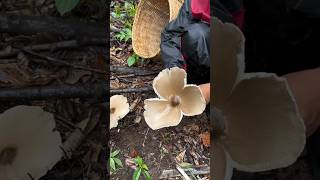 Very Fresh Fungi amazingfarming food mushroomlife nature fruitlife mushroomfarming wildlife [upl. by Dilahk]