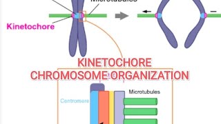 KINETOCHORE  CHROMOSOMAL ORGANIZATION  CYTOGENETIC [upl. by Creight]