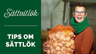 Vitlök  tips om sättlök [upl. by Werdn577]