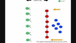 Mr Maker does the Dopamine Hypothesis [upl. by Tamar]