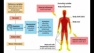 Ways to take temperature of the body oral thermometers Mercury thermometers and non contact infrar [upl. by Eatnad]