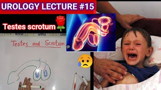 Urology surgery lecture 15 testes and scrotums undecended testis ectopic testis [upl. by Fenton]