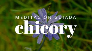 Meditación guiada con Chicory  Flores de Bach [upl. by Cordey]