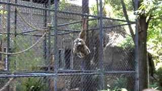 Whitehanded gibbons at sacramento zoo [upl. by Hoebart]