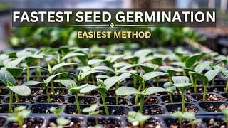 How to grow seeds faster  Easy amp simple [upl. by Aliehs]