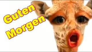 🤣 Guten Morgen 🤣 Ich hab kein Bock zu arbeiten 🤣 Erst mal ☕ Kaffe 😋 Dir einen schönen Tag 😋 [upl. by Akir159]