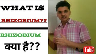 what is rhizobium bacteria  rhizobium बैक्टीरिया क्या है🤔 [upl. by Notniuq]