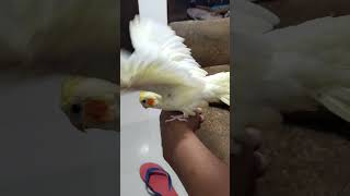 THIS CUTE BIRD IS UNSTOPPABLE shorts short birdshortvideo [upl. by Eivets]