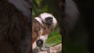 Critically Endangered Cotton top Tamarin Twins Born at Chester Zoo [upl. by Toffic]