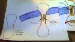 Endochondral Ossification [upl. by Emilio]