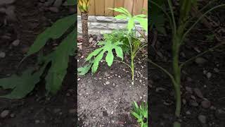 My new Fatsia Polycarpa Green Fingers [upl. by Frasch]