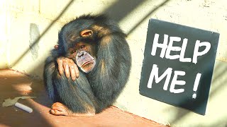 The Shocking Reality of Lab Chimps And How To Fix It [upl. by Ara]