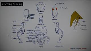 Lecture 2 Insect Mouth parts [upl. by Knudson738]