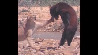 Cougar vs Black Bear Fights [upl. by Esnofla]