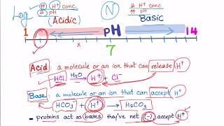 Acid Base Disorders part 2 acidosis vs acidemia [upl. by Hajin]