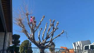 Pollard Style Tree Trimming On 60 Year Old Mulberry [upl. by Tonya]