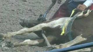 Cheyenne Rodeos Cruel quotWildquot Horse Race Exposed [upl. by Sinoda]