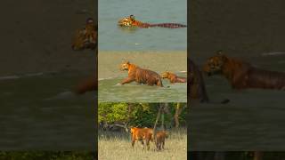 Sundarban Tiger crossing River  Royal Bengal tiger sundarban shorts bengaltiger travel [upl. by Bora]