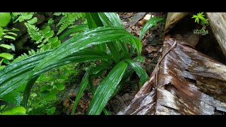 Plant 39  Bhootale  ಭೂತಾಳೆ  ನೆಲತೆಂಗು  Curculigo orchioides  Herbal amp The plant [upl. by Namharludba]