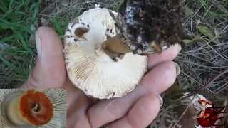 Chlorophyllum brunneum Australia Shaggy Parasol [upl. by Hauge]