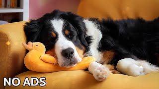 Soft Piano Music For Dog 🐶 12 Hours of Separation Anxiety Relief Dogs Music 🎶Relaxing Sleep Dog [upl. by Noy861]