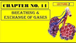 Lecture2  Breathing amp Exchange of Gases  Chapter14 [upl. by Tlaw]