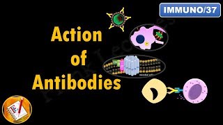 Action of Antibodies Neutralization Opsonization Complement Activation and ADCC FLImmuno37 [upl. by Gemmell]