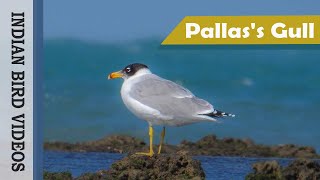 The Pallass Gull or Great blackheaded gull Ichthyaetus ichthyaetus [upl. by Aerdnad]