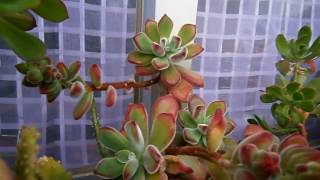 My Echeveria pulvinata in beautiful blooms [upl. by Haldan]