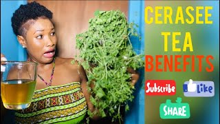 Benefits of CERASEE  How to Make CERASEE TEA [upl. by Nafri]