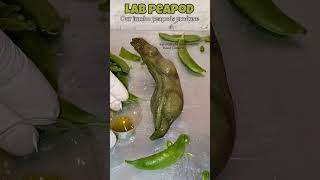 juicing our lab grown jumbo peapod short part 2of3 [upl. by Ahsei180]