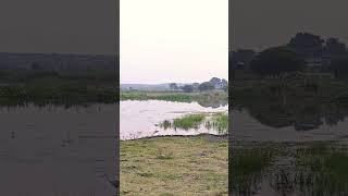 whitebird waterbird heron standing calmly lake birdslover [upl. by Borroff]