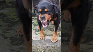 Aggressive dog barking and growling rottweiler angrypets cuteanimal automobile angrypuppy [upl. by Terrance]