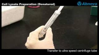 Cell Lysate Preparation Denatured [upl. by Emee]