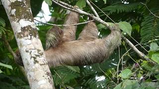 Brownthroated Sloth Bradypus variegatus Costa Rica [upl. by Rolfston828]