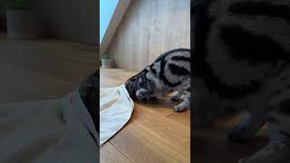 Is your cat getting bored shorts subcribe cat kitten fyp pets [upl. by Esertak]