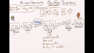 Bicarbonate Buffer System [upl. by Yram]