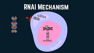 Exploring RNA interference siRNA and miRNA in targeted therapies [upl. by Feltie]